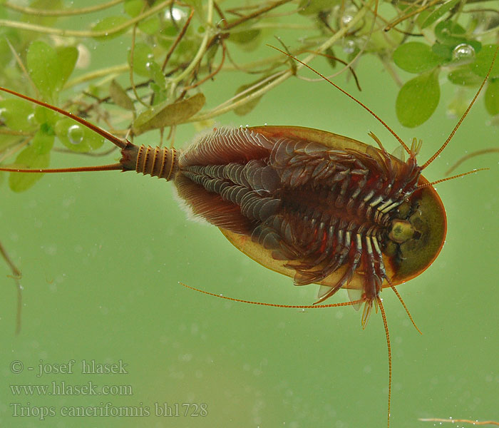 Triops cancriformis Tadpole shrimp Listonoh letní