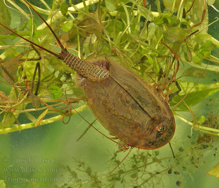 Nyári pajzsosrák Przekopnica właściwa Hästskoräka 蝌蚪虾