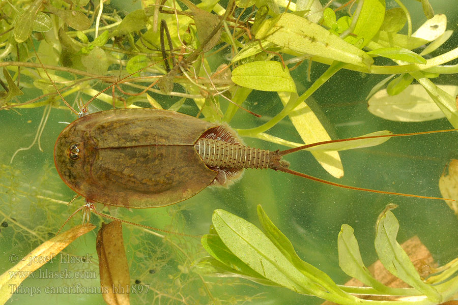 Štítovec letný Triops cancriformis Tadpole shrimp