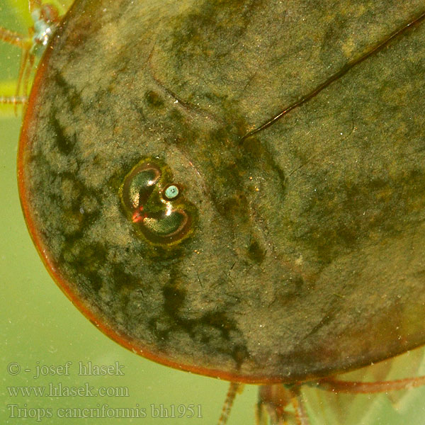 Tadpole shrimp Listonoh letní Vasarinis skydvėžis