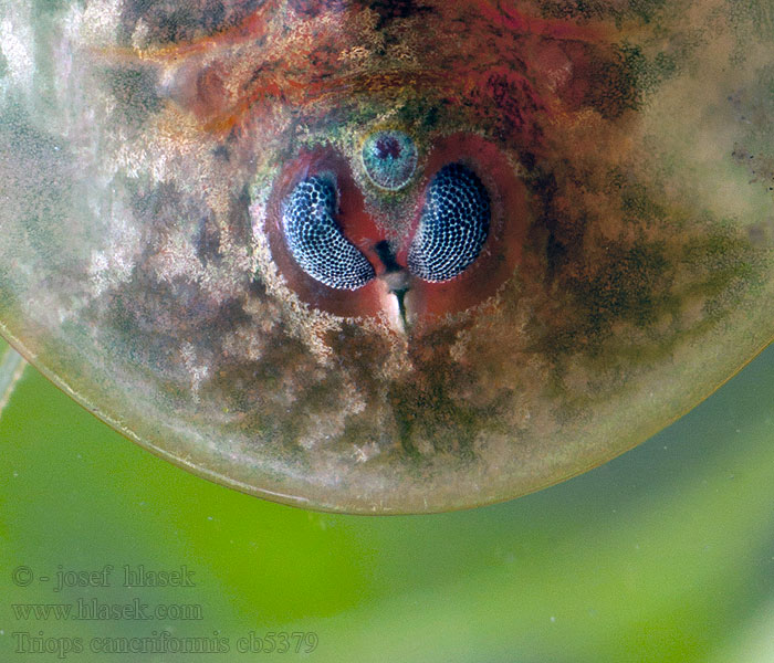 Tadpole shrimp Triops cancriformis