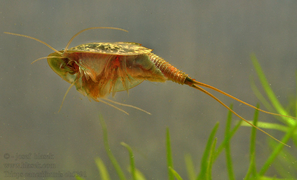 Listonoh letní Triops cancriformis