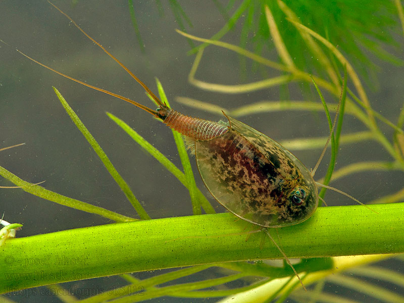 Vasarinis skydvėžis Triops cancriformis