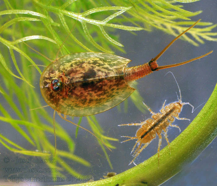 Nyári pajzsosrák Triops cancriformis