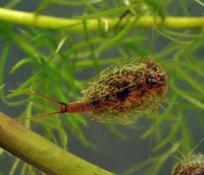 Przekopnica właściwa Triops cancriformis