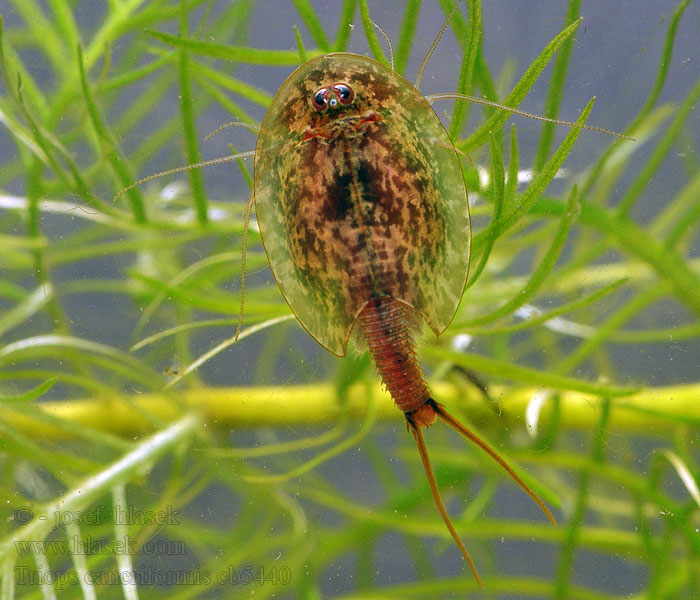 Hästskoräka Triops cancriformis