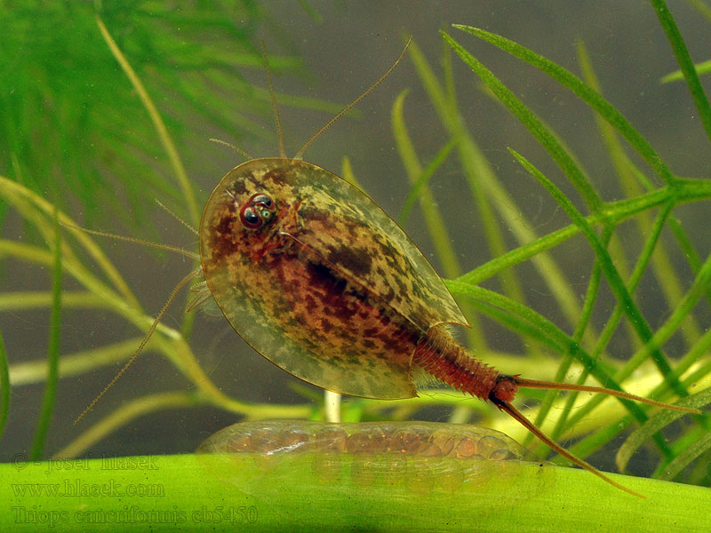 蝌蚪虾 Triops cancriformis