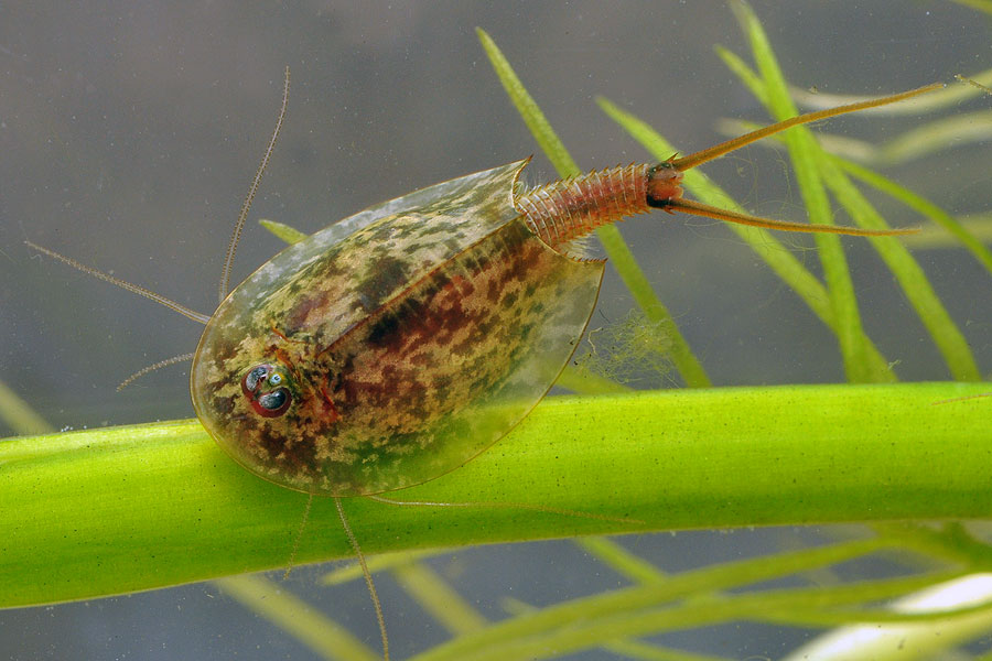 Efterårsdamrokke Щитень летний Štítovec letný Triops cancriformis