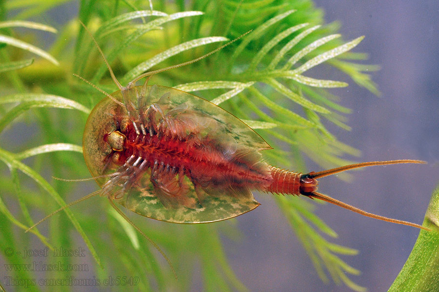 ヨーロッパカブトエビ Triops cancriformis