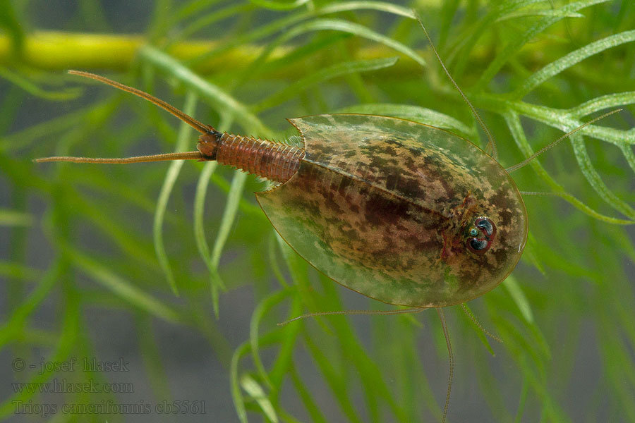 Kiemenfußkrebs Urzeitkrebs Triops cancriformis