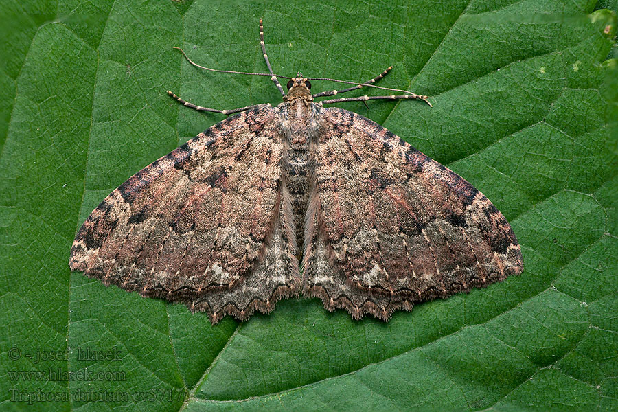 Triphosa dubitata Grote boomspanner Kutyabenge Araszoló Kiiltomittari