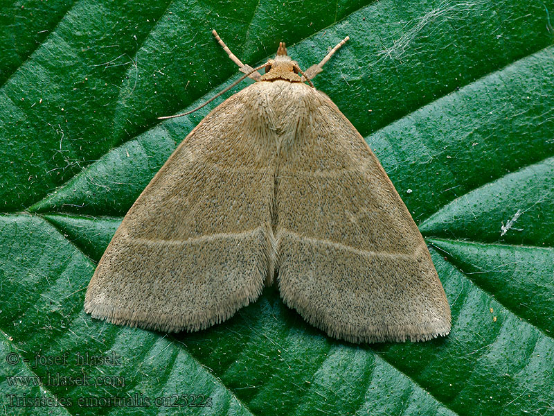 Trisateles emortualis Mittariyökkönen Palpfly Gullbåndfly Hvidstribet ugle