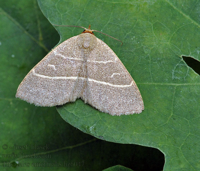 Trisateles emortualis Olive Crescent Morička žltkavá Herminie olivâtre