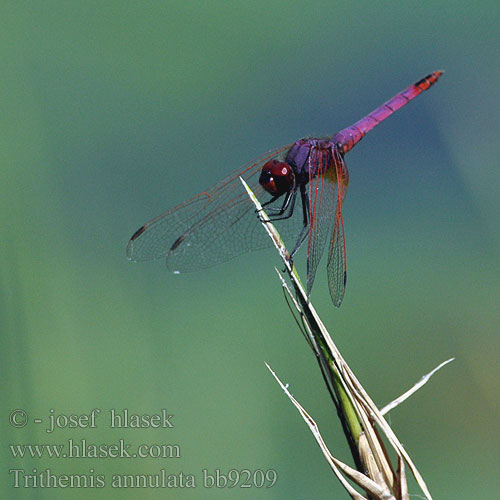 Trithemis annulata Purple-Blushed Darter Violet Dropwing