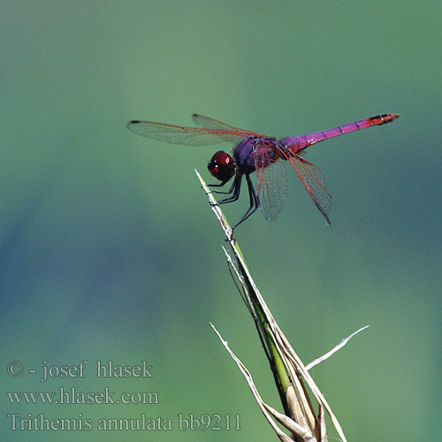 Trithemis annulata bb9211