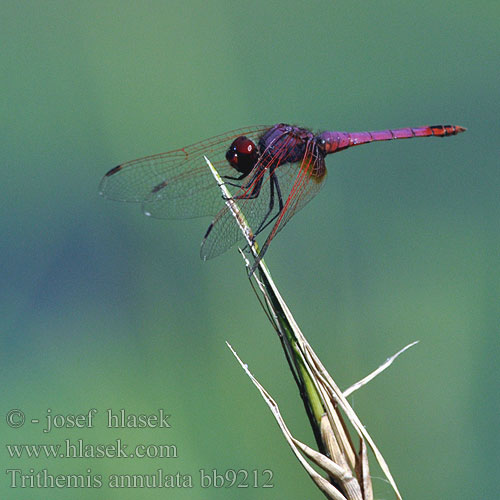 Тритемис кольчатый Trithemis annulata