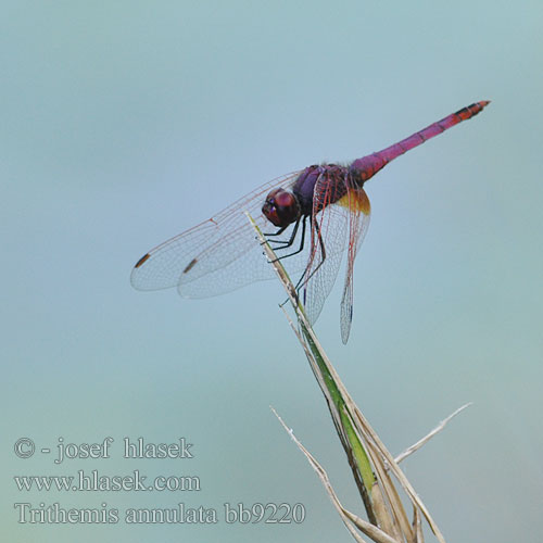 Trithemis annulata bb9220