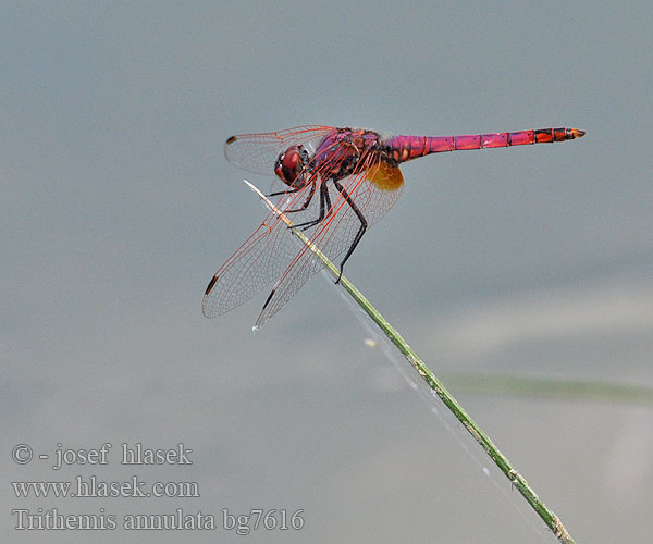 Purple-Blushed Darter Violet Dropwing