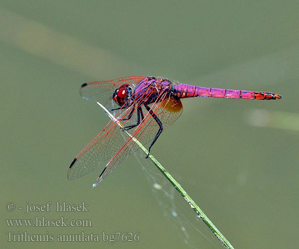 Trithemis annulata bg7626