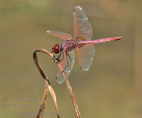 Purple-Blushed Darter Violet Dropwing Purperlibel