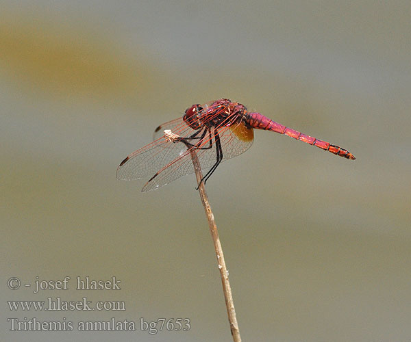 Violet Dropwing Violetter Trithémis annelé