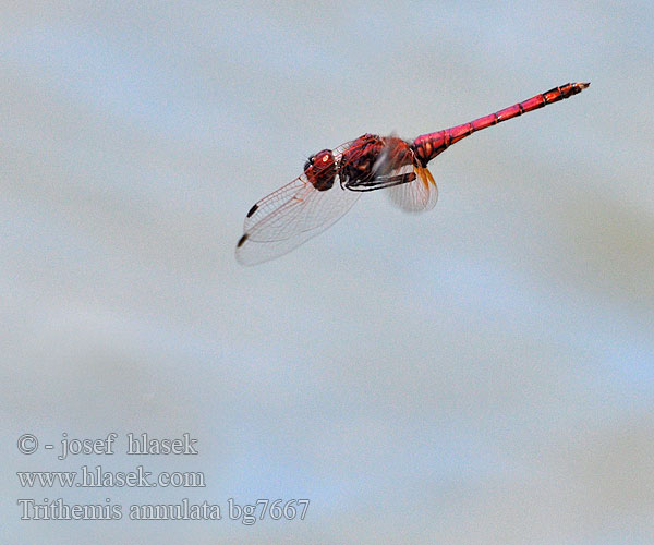 Trithemis annulata bg7667