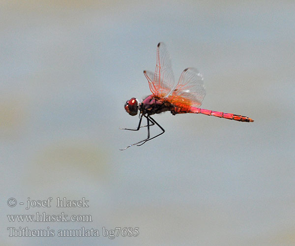 Trithemis annulata bg7685