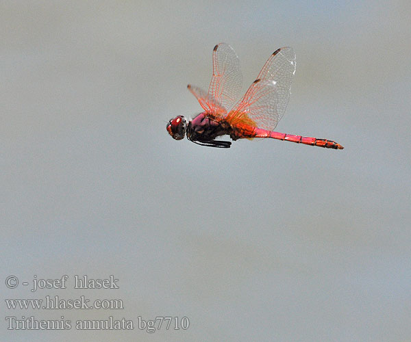 Trithemis annulata Purple-Blushed Darter Violet Dropwing