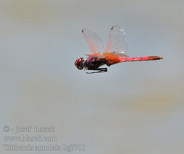 Trithemis annulata Purple-Blushed Darter