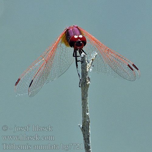 Trithemis annulata bg7721