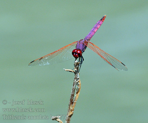 Trithemis annulata bg7772