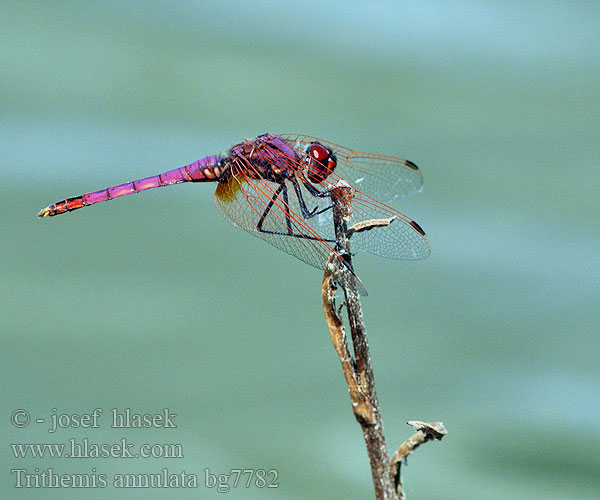 Trithemis annulata bg7782