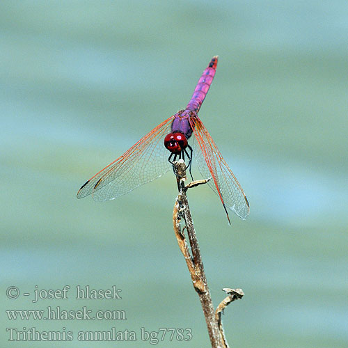 Trithemis annulata bg7783