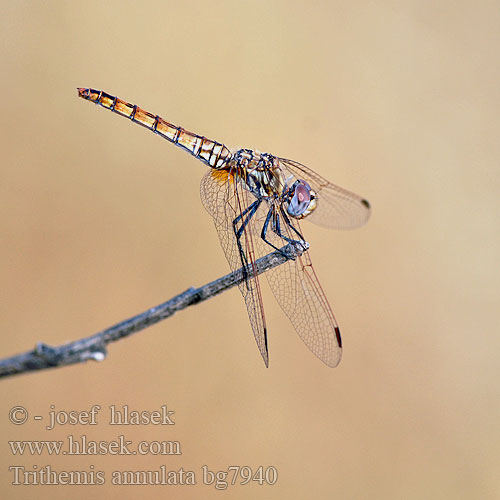 Trithemis annulata bg7940