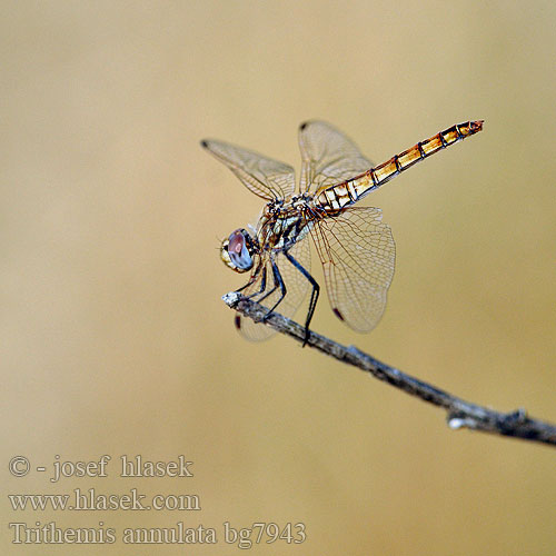 Trithemis annulata bg7943