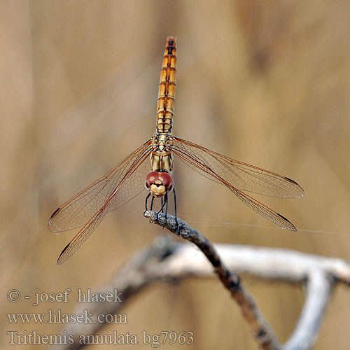 Тритемис кольчатый Trithemis annulata