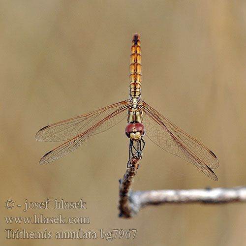 Тритемис кольчатый Purple-Blushed Darter