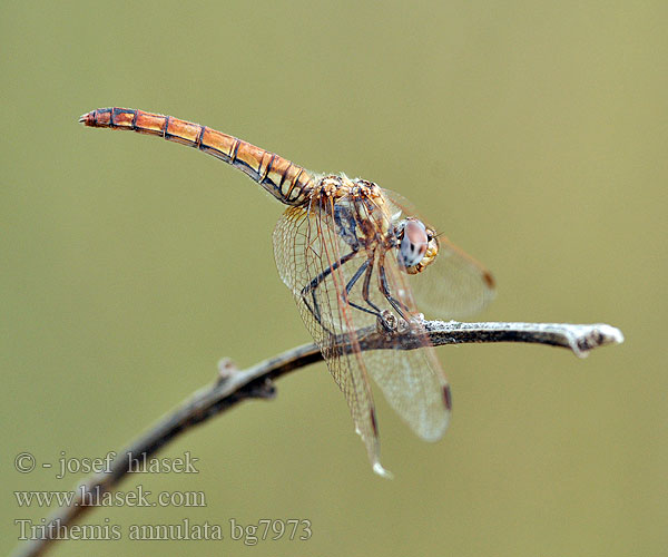 Тритемис кольчатый Trithemis annulata Purple-Blushed Darter Violet Dropwing Violetter Sonnenzeiger Purperlibel Trithémis annelé