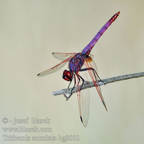 Тритемис кольчатый Trithemis annulata Purple-Blushed Darter Violet Dropwing Violetter Sonnenzeiger Purperlibel Trithémis annelé