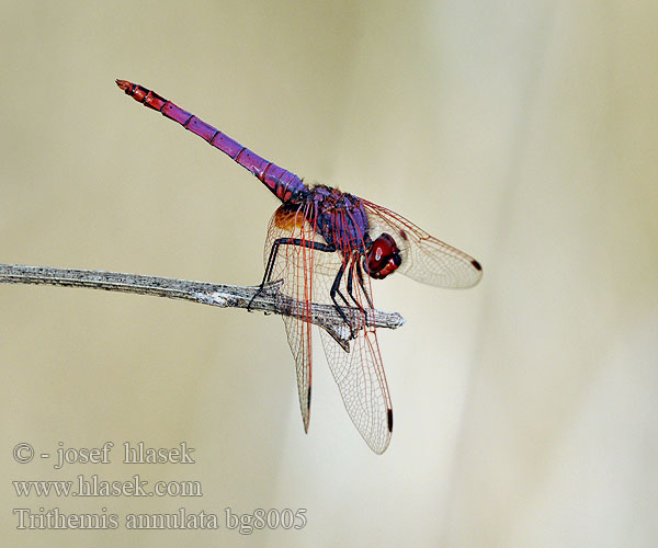 Trithemis annulata Purple-Blushed Darter Violet Dropwing Violetter Sonnenzeiger Purperlibel Trithémis annelé Тритемис кольчатый