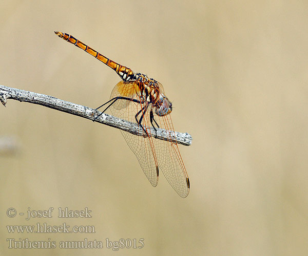 Trithemis annulata Purple-Blushed Darter Violet Dropwing Violetter Sonnenzeiger Purperlibel Trithémis annelé Тритемис кольчатый