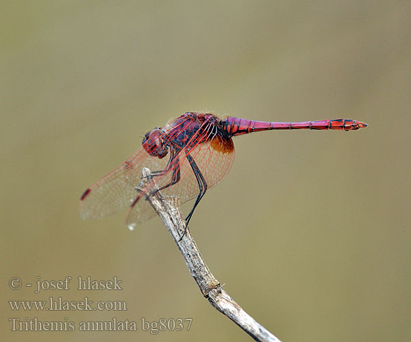 Trithemis annulata bg8037