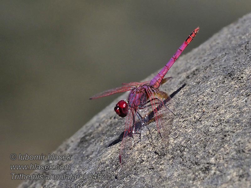 Trithemis annulata