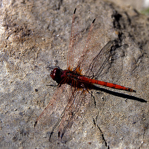 Trithemis arteriosa Red-veined Dropwing Gulley Darter Rotader-Sonnenzeiger Rode zonnewijzer 