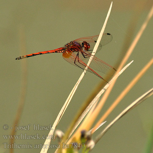 Rotader-Sonnenzeiger Rode zonnewijzer Trithemis arteriosa Red-veined Dropwing Gulley Darter