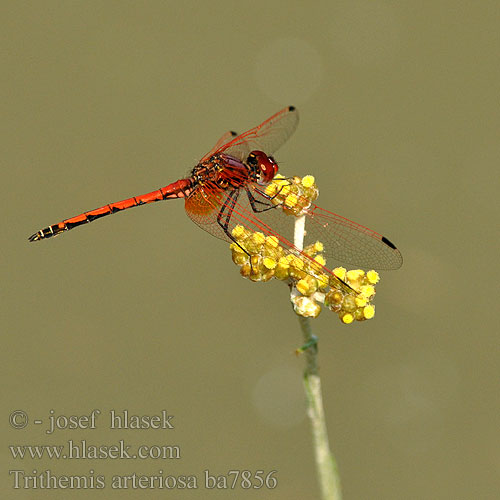 Rode zonnewijzer Trithemis arteriosa Red-veined Dropwing Gulley Darter Rotader-Sonnenzeiger