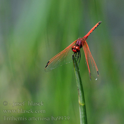 Red-veined Dropwing Gulley Darter Rotader-Sonnenzeiger Rode zonnewijzer Trithemis arteriosa