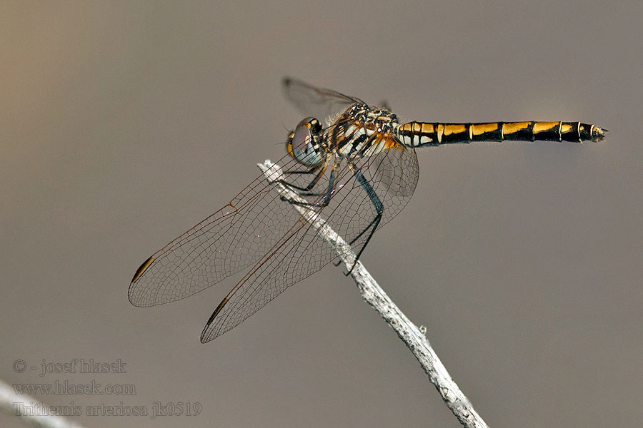 Red-veined Dropwing Gulley Darter Rotader-Sonnenzeiger Rode zonnewijzer Trithemis arteriosa