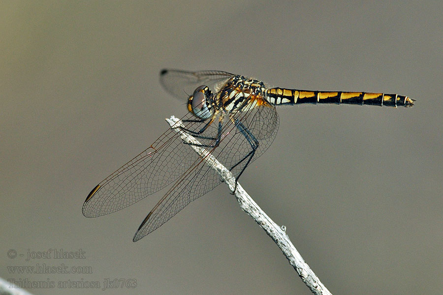 Trithemis arteriosa Red-veined Dropwing Gulley Darter Rotader-Sonnenzeiger Rode zonnewijzer