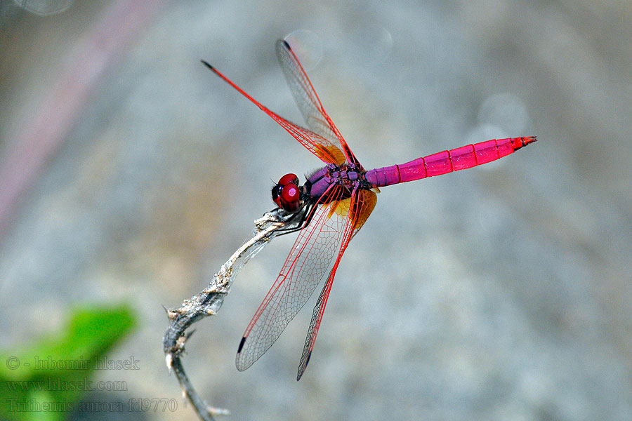 Crimson marsh glider Trithemis aurora